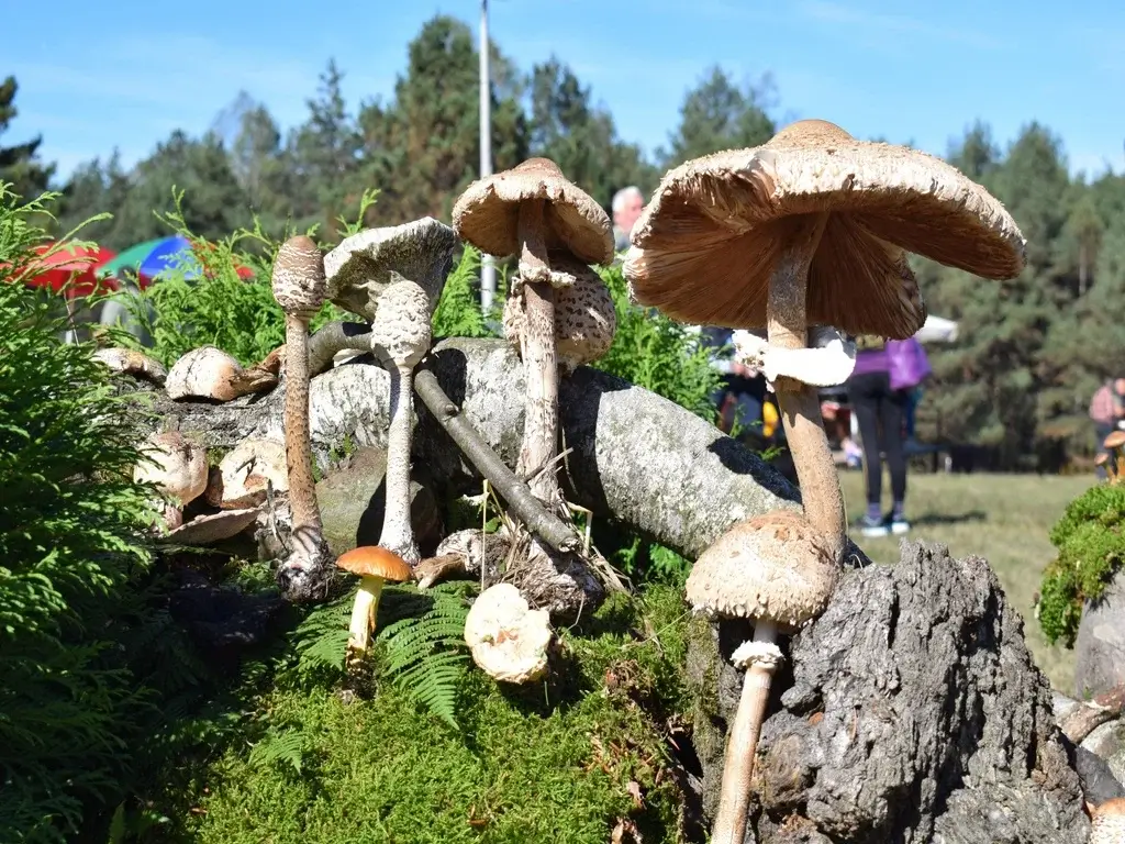 dani gljiva divcibare