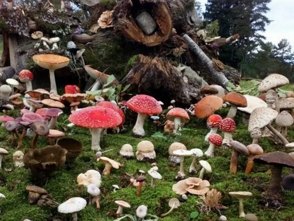 dani gljiva divcibare