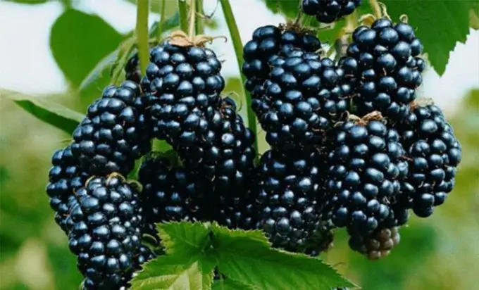 dani kupine divcibare